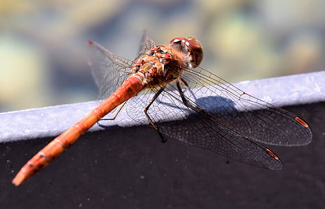Dragonfly, djur, Stäng, naturen, Wing, röd trollslända, fluga