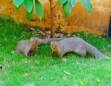 indisk, grå, Mongoose, dyr, dharwad, Karnataka, India