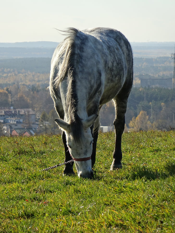 the horse, animal, meadow, pasture land