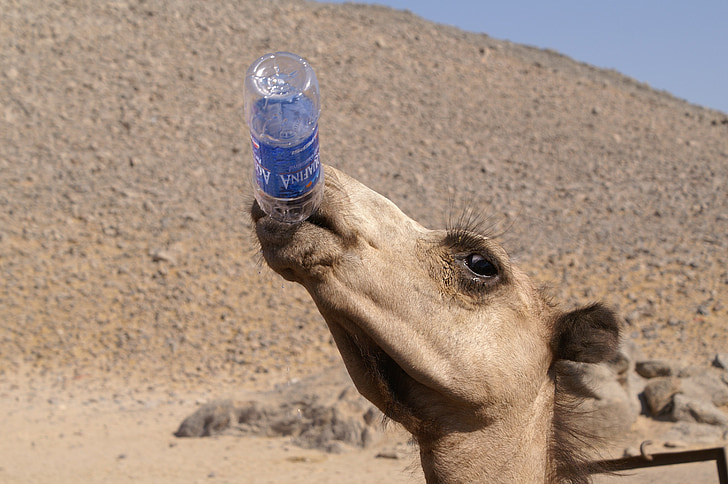 Camel, dieren, woestijn, water, de dorst, woestijn dieren