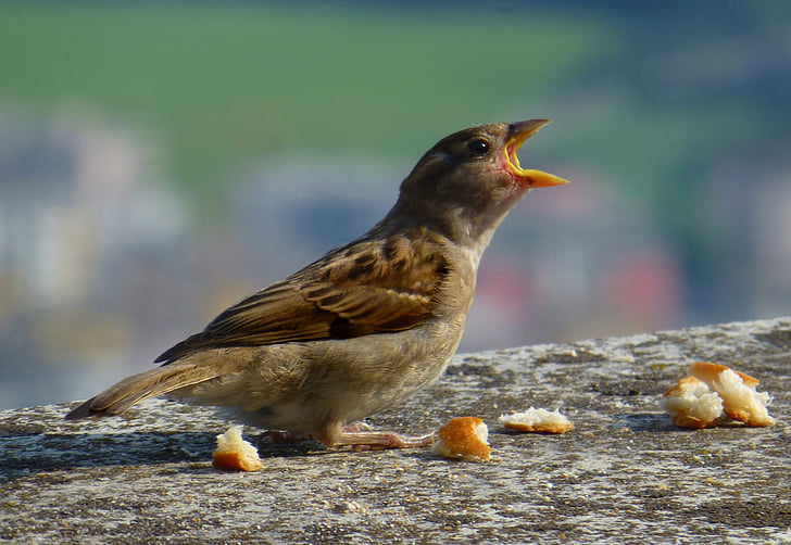 Sparrow, jeune, faim, oiseau, nature, animal, faune
