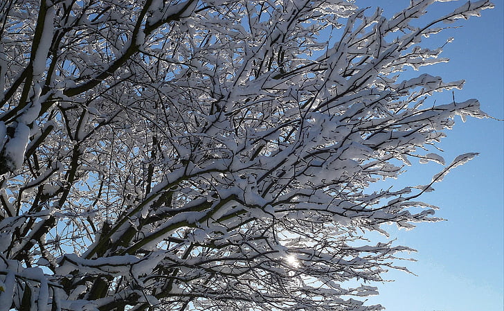 Zima, snijeg, Sunce, studen, stabla, priroda, hladno