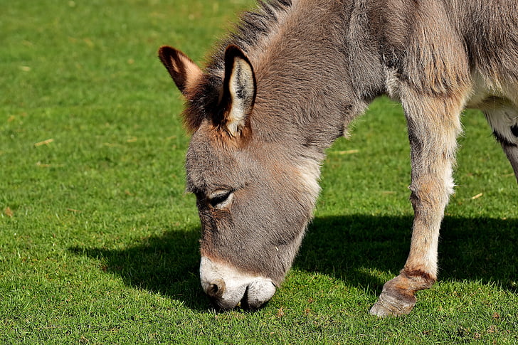 Donkey, động vật, Thiên nhiên, nông thôn, Meadow, ăn cỏ, ăn