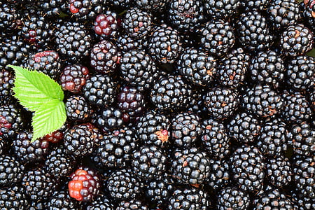 BlackBerry, latar belakang, hitam, gelap, Berry, lezat, Vitamin