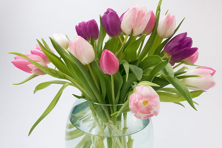 Tulip, Tulip bukett, vårblomst, bukett, schnittblume, blomst, Blossom