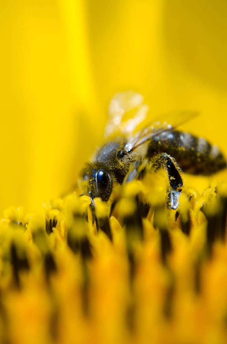 lebah, lebah pekerja, alam, bunga matahari, kuning, serbuk sari, makro