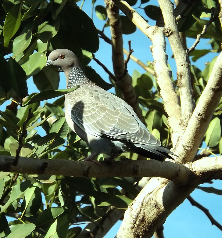 Dove, skrzydło, biały, ptak, columbídea, patagioenas picazuro, Natura
