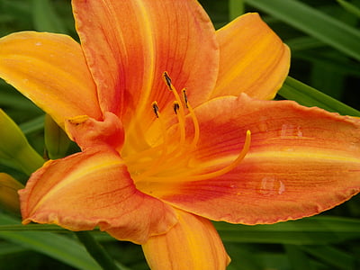 Daylily, φυτό, πορτοκαλί, πολύχρωμο, ανθισμένα, λουλούδι, ύπερο