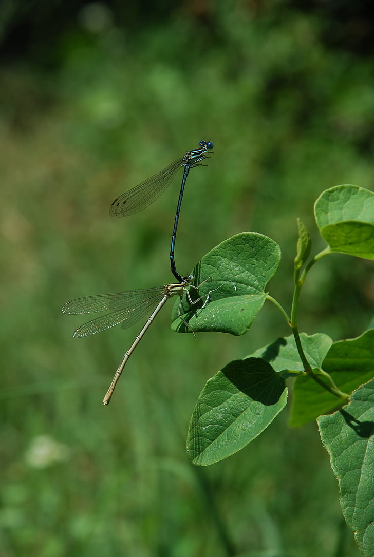 Dragonfly, zelena, insektov, blizu, kačjih pastirjev, podrobnosti, Povečava