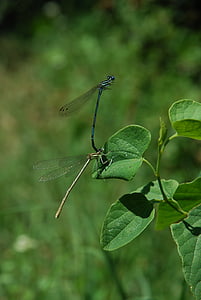 Dragonfly, roheline, putukate, Sulgege, kiilid, üksikasjad, Suurendus: