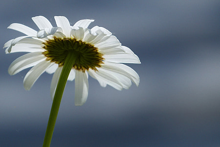 Daisy, bunga, bunga liar, padang rumput, Close-up, alam, Flora