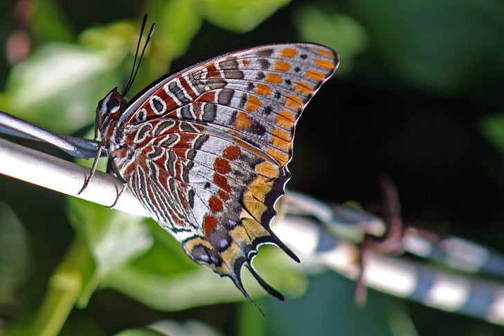 Charaxes jasius, Pascià a due code, farfalla, farfalla colorata