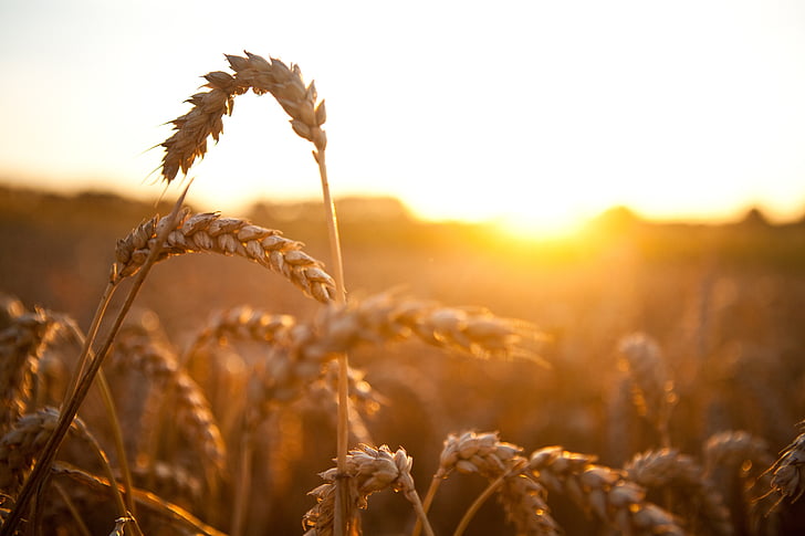 brown, plant, wheat, grass, grain, cereal, sunset