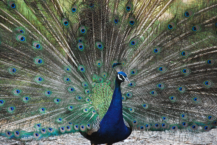 peacock, nature, bird, feather, bird feather, visual ornament