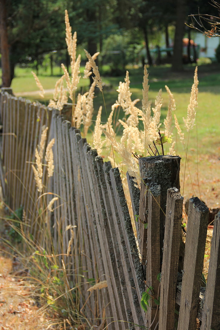 podzim, dřevo, plot, tráva