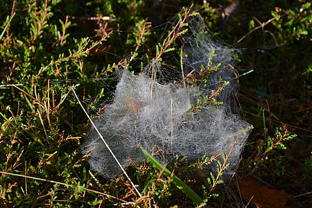 Tuval, örümcek, örümcek ağı, Makro, doğa