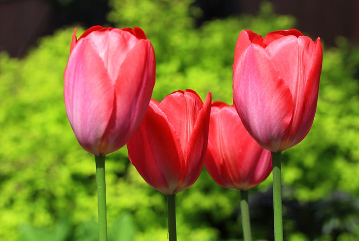 Tulip, blomst, blomst, skjønnhet, natur, anlegget, våren