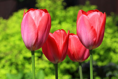 Tulip, blomst, Bloom, skønhed, natur, plante, forår
