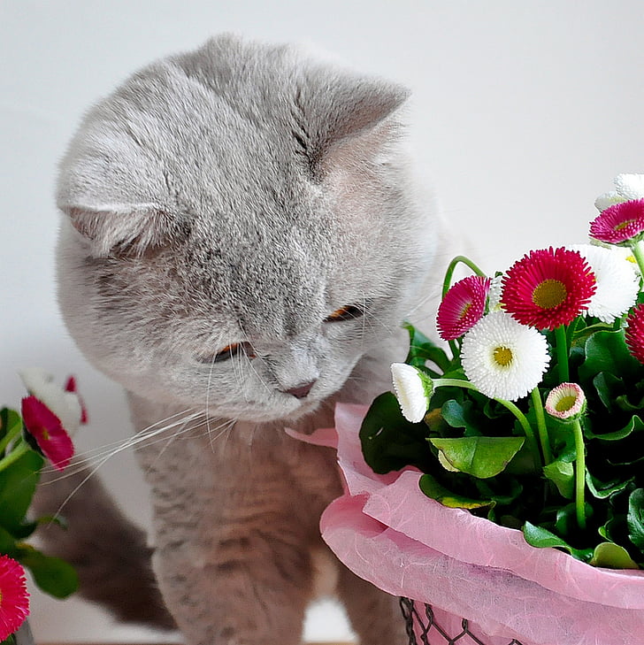 Britanska kratkodlaka mačka, Lila, siva, mačka, Uskrs, Bellis, cvijeće
