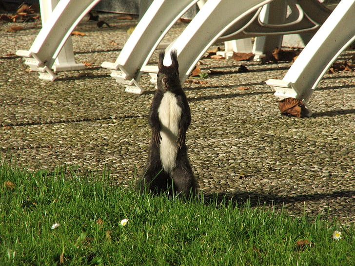 다람쥐, 자연, 귀여운, 동물, 확인할 수 있는 고양이, possierlich, 정원