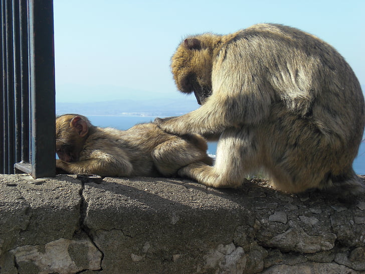 mono, Gibraltar, obitelj majmun