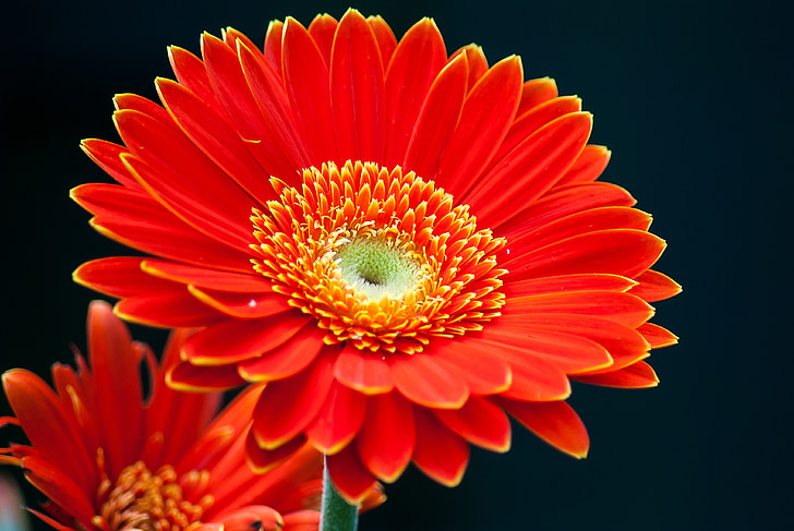 Гербера, квітка, колір, літо, помаранчевий квітка, сад