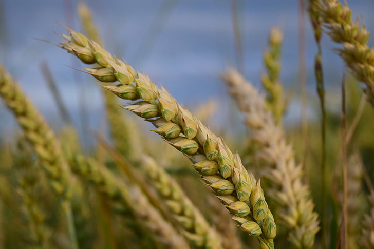 lúa mì, ngũ cốc, ngũ cốc, lĩnh vực lúa mì, cornfield, đóng, tăng đột biến