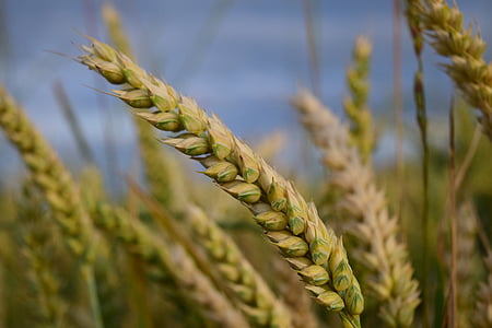 trigo, grano, cereales, campo de trigo, campo de maíz, cerrar, espiga