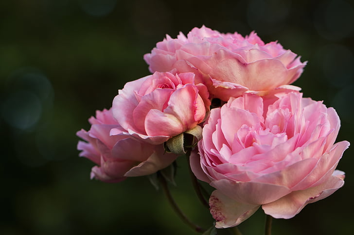 Rose, Rose inglesi, il mio giardino di Rose, Rosaceae, famiglia rosa, Rose di Austin, fiore