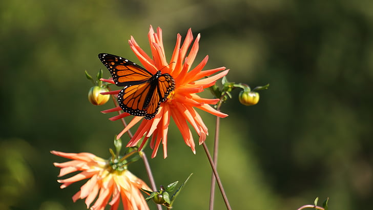 motýl, Motýli, Příroda, květ, Monarch, zahrada, světlé