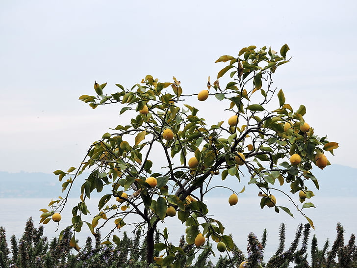 árbol, limón, Lago, Garda, Italia
