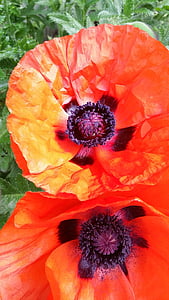 Poppies, merah, veteran, peringatan, November, ingat, Perang