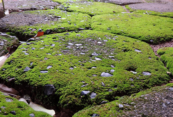 trotuar, Moss, paralelipiped, trotuar