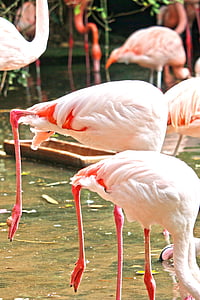flamingo, pink, water bird, pink flamingo, bird, zoo, animal