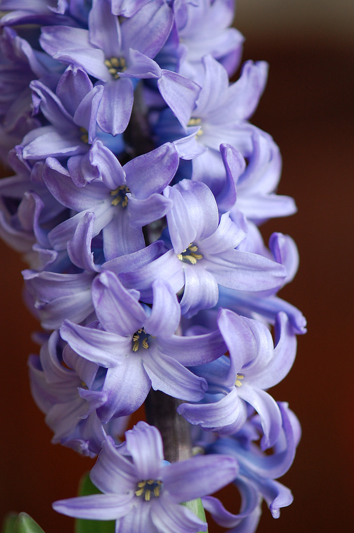 Hyacint, jaro, fialová