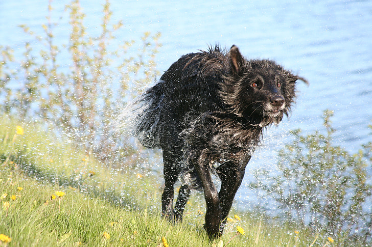Hund, nass, die Freude an der, glücklich, Groenendael, Belgischer Schäferhund, Schütteln