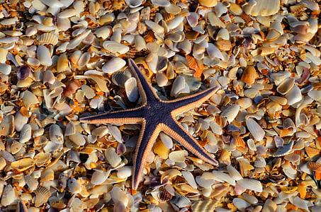 морска звезда, дива природа, природата, океан, морски, море, никой не