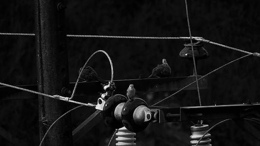 birds, pigeons, black and white, background, wallpaper, b w