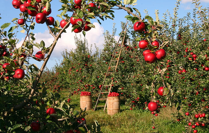 แอปเปิ้ล, ต้นไม้, ออร์ชาร์ด, สีแดง, สีเขียว, บันได, การเก็บเกี่ยว
