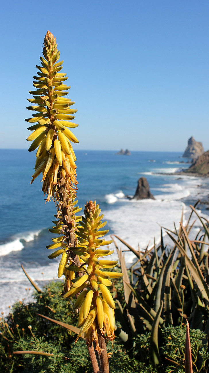 Aloe, Věra, Aloe vera, skutečné aloe, Kanárské ostrovy, Tenerife, květiny