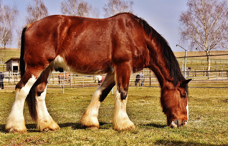 Shire horse, cheval, couplage, photographie de la faune, Reitstall, monde animal, Meadow