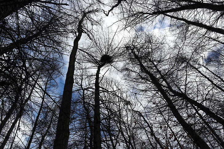 Treetop, puut, Metsä, ylös, pitkä, näkökulmasta, Woods