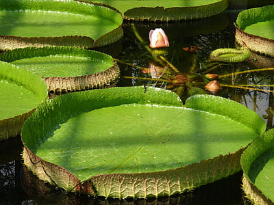 water lily giant, park villa pallavicino, green, aquatic plant, nature, plants, water