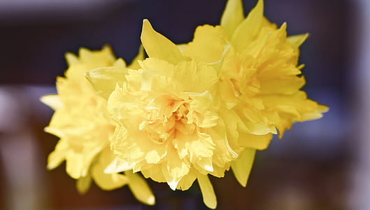 narsisseja, keltainen, kukka, keltainen kukka, Kevät kukka, alussa munaus, kukat