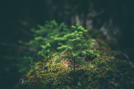 fir, green, growth, small, tree