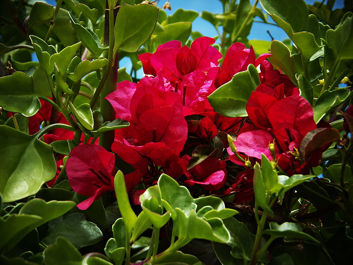 bougainvillea, garden, garden fence, colorful, green and red, beauty, warmth