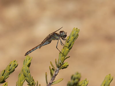 Dragonfly, Sympetrum striolatum, gren, detaljer, bevinget insekt
