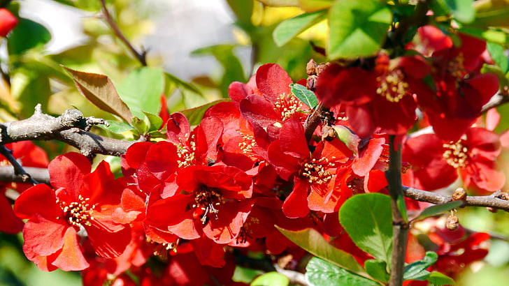 red flower, spring