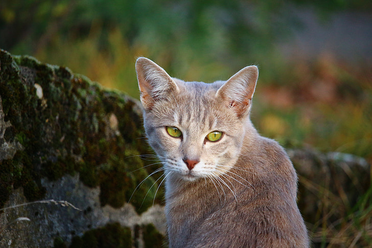 gato, muro de piedra, Moss, caballa, otoño, naturaleza, Tigre gato