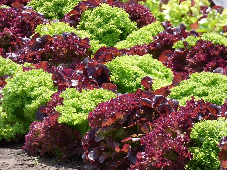 hlávkový šalát, červený šalát, zelený šalát, zdravé, zeleninová záhrada, jedlo, osoby samostatne zárobkovo pestovania